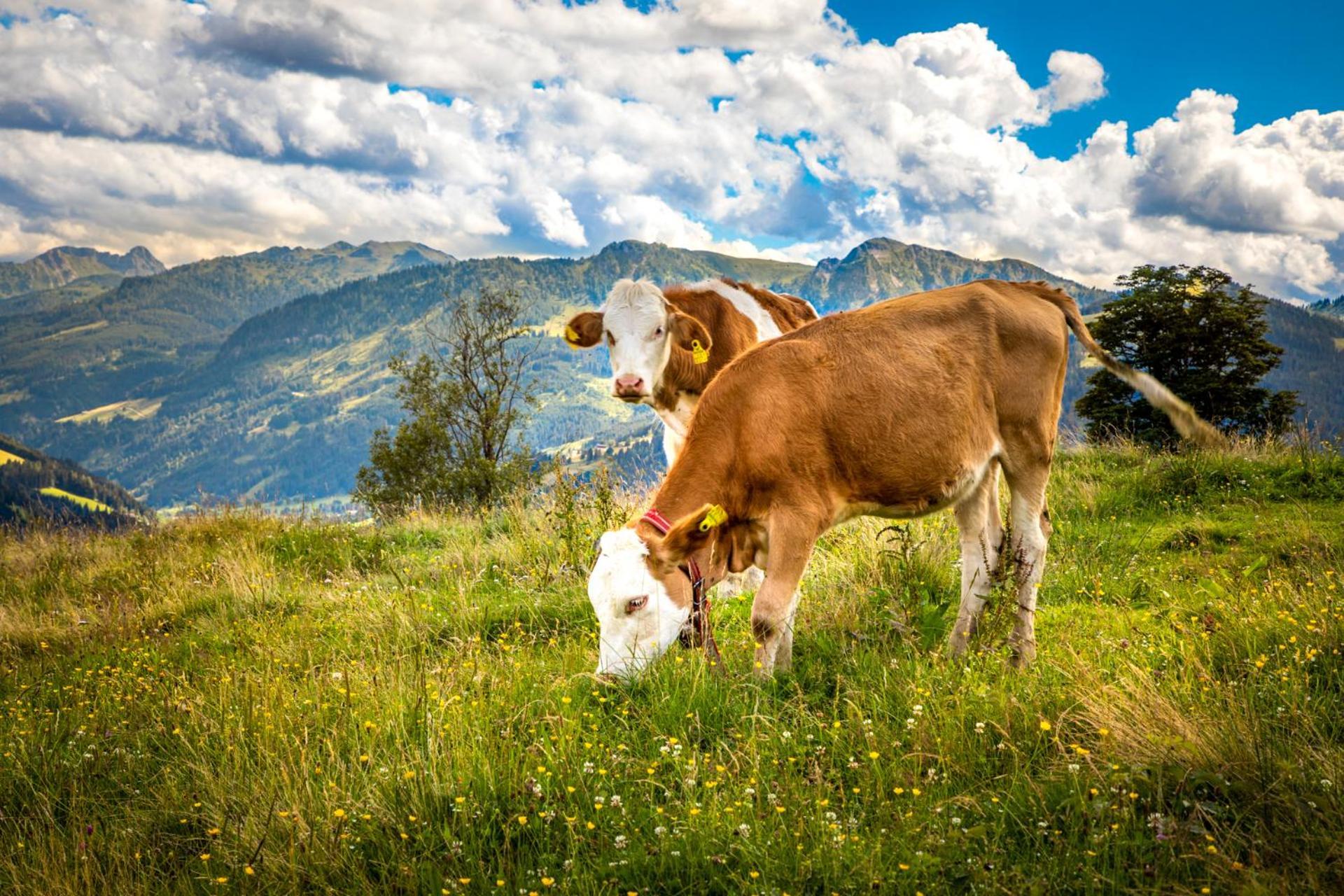 Obersteffengut Lägenhet Wagrain Exteriör bild